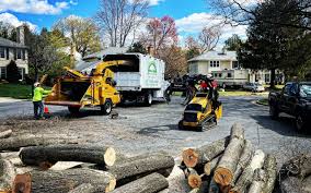 Best Tree Trimming and Pruning  in Clyde, TX