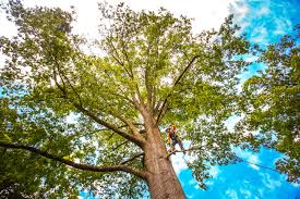 How Our Tree Care Process Works  in  Clyde, TX