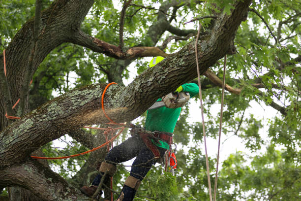 Leaf Removal in Clyde, TX