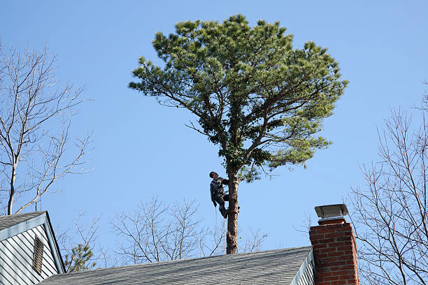 Professional Tree Services in Clyde, TX